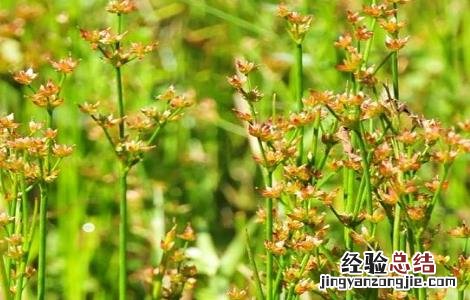 灯心草的种植方法及注意事项 灯心草的种植方法