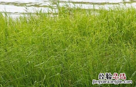 灯心草的种植方法及注意事项 灯心草的种植方法