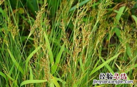 灯心草的种植方法及注意事项 灯心草的种植方法