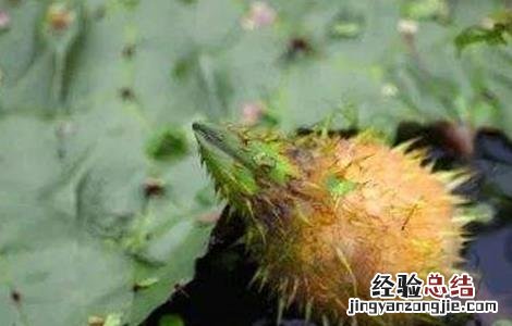 芡实怎么种好 芡实怎么种好吃