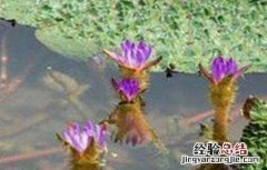 芡实怎么种好 芡实怎么种好吃