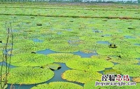 芡实怎么种好 芡实怎么种好吃