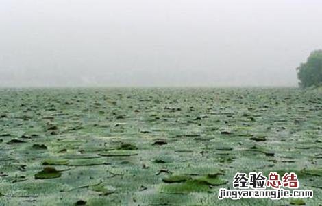 芡实怎么种好 芡实怎么种好吃
