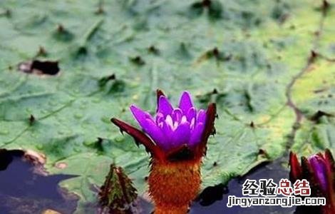 芡实怎么种好 芡实怎么种好吃
