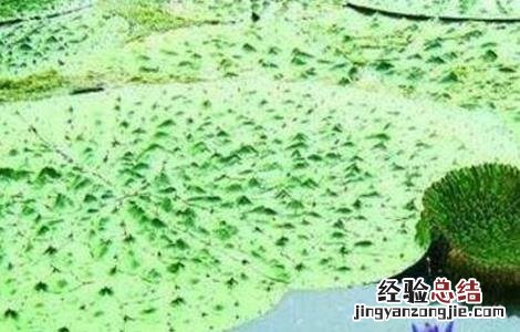 芡实怎么种好 芡实怎么种好吃