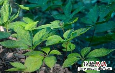 人参种植的注意事项有哪些 人参种植的注意事项