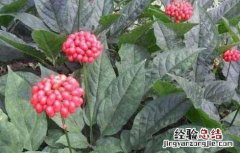 人参种植的注意事项有哪些 人参种植的注意事项