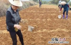射干的种植技术和亩产效益 射干的种植技术