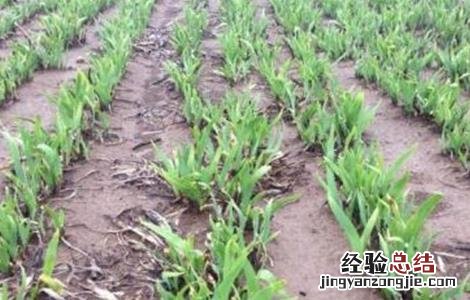 射干的种植技术和亩产效益 射干的种植技术