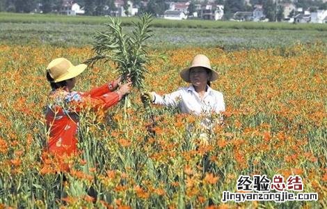 射干的种植技术和亩产效益 射干的种植技术