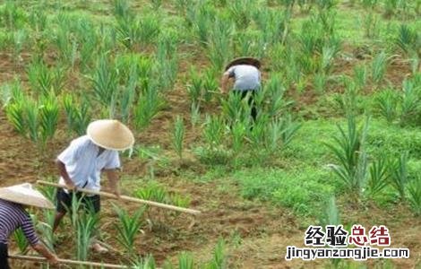射干的种植技术和亩产效益 射干的种植技术