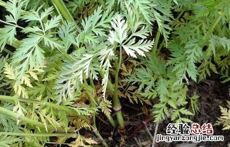 川芎的种植技术与管理 川芎的种植技术