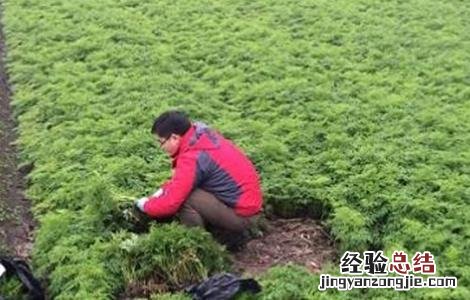 川芎的种植技术与管理 川芎的种植技术