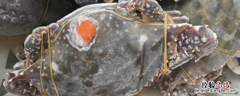蒸熟的海蟹可以冷冻吗 海蟹蒸熟冷冻还是直接冷冻