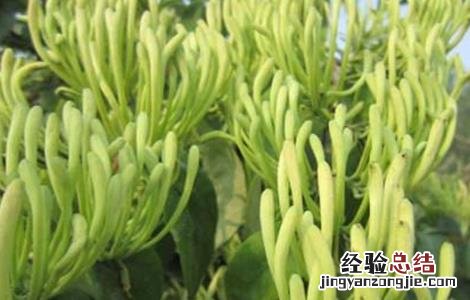 金银花种植的注意事项 金银花的种植方法及条件