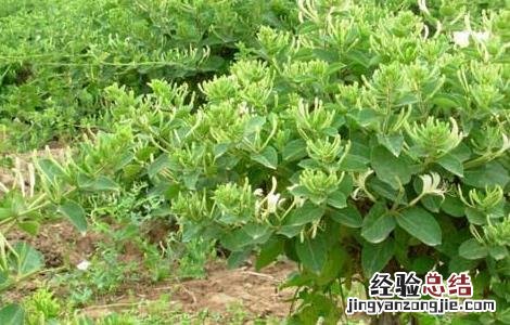 金银花种植的注意事项 金银花的种植方法及条件