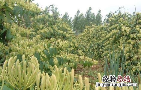 金银花种植的注意事项 金银花的种植方法及条件