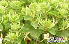 金银花种植的注意事项 金银花的种植方法及条件
