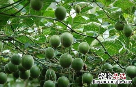 罗汉果裂果该怎么办 罗汉果裂开了会坏吗