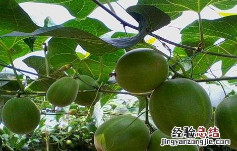 罗汉果裂果该怎么办 罗汉果裂开了会坏吗