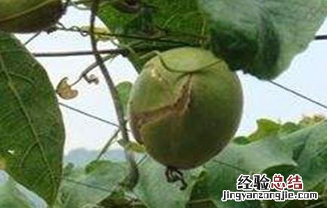 罗汉果裂果该怎么办 罗汉果裂开了会坏吗