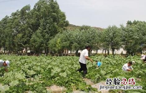 葛根的种植技术 葛根的种植技术及图片
