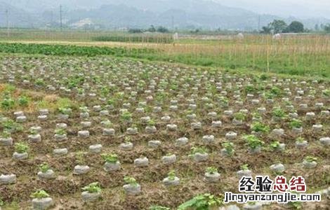 葛根的种植技术 葛根的种植技术及图片