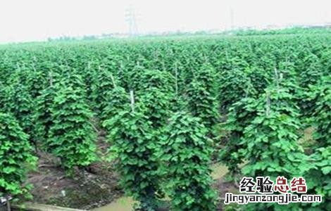 葛根的种植技术 葛根的种植技术及图片