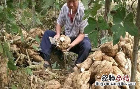 葛根的种植技术 葛根的种植技术及图片