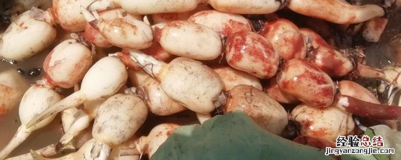 莲藕是根还是茎繁殖 莲藕是根还是茎
