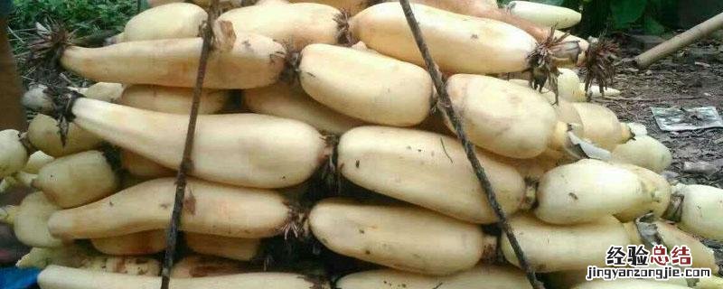 莲藕是荷花的哪个部分图片 莲藕是荷花的哪个部分