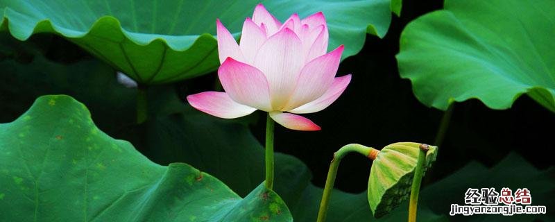 莲藕开的花是什么花 莲藕是开花植物吗