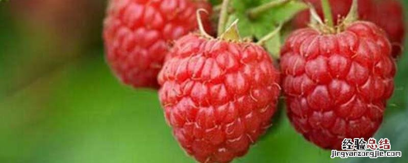 覆盆子的种植技术要点有哪些 覆盆子如何种植技术