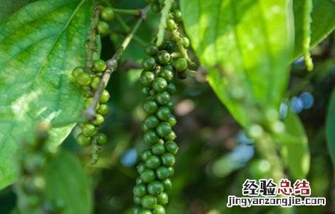 胡椒怎么种好