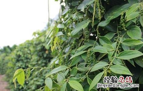 胡椒怎么种好