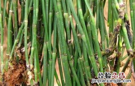 节节草的种植方法和时间 节节草的种植方法