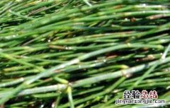 节节草的种植方法和时间 节节草的种植方法