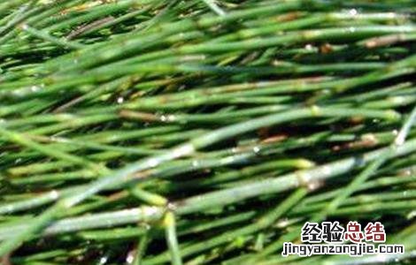节节草的种植方法和时间 节节草的种植方法