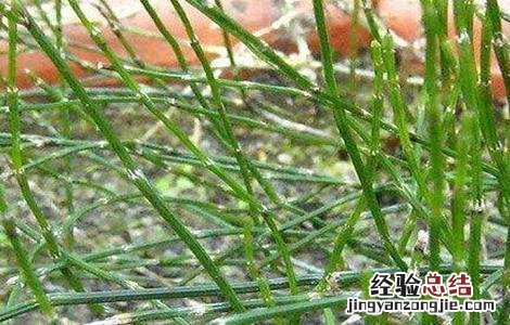 节节草的种植方法和时间 节节草的种植方法
