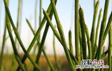 节节草的种植方法和时间 节节草的种植方法