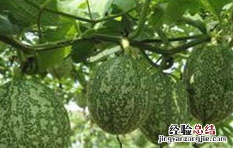 吊瓜的病虫害及其防治 吊瓜常见病害及防治