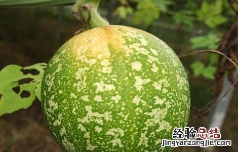 吊瓜的病虫害及其防治 吊瓜常见病害及防治