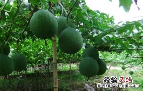 吊瓜的病虫害及其防治 吊瓜常见病害及防治