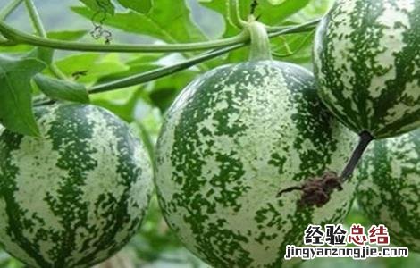 吊瓜的病虫害及其防治 吊瓜常见病害及防治