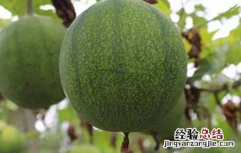 吊瓜该怎么种植图片 吊瓜该怎么种植