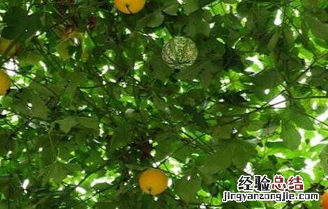 吊瓜该怎么种植图片 吊瓜该怎么种植