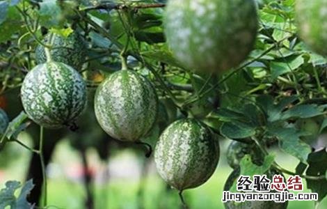 吊瓜该怎么种植图片 吊瓜该怎么种植