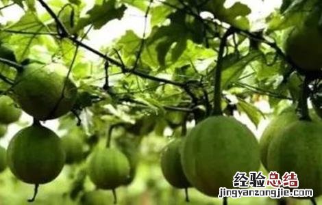 吊瓜该怎么种植图片 吊瓜该怎么种植