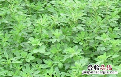 苜蓿怎么种 苜蓿怎么种多久能发芽