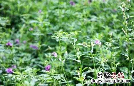 苜蓿怎么种 苜蓿怎么种多久能发芽